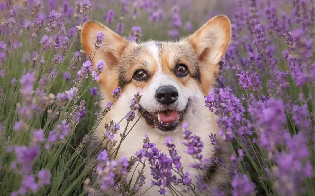 Why do Google search results look different?