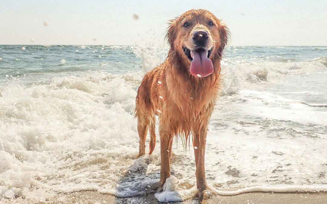 Website hosting for your pet business – why is it important?