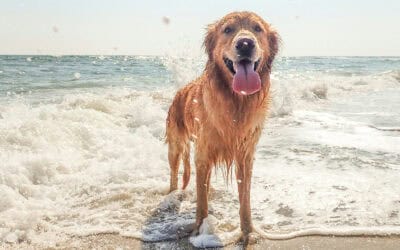 Website hosting for your pet business – why is it important?