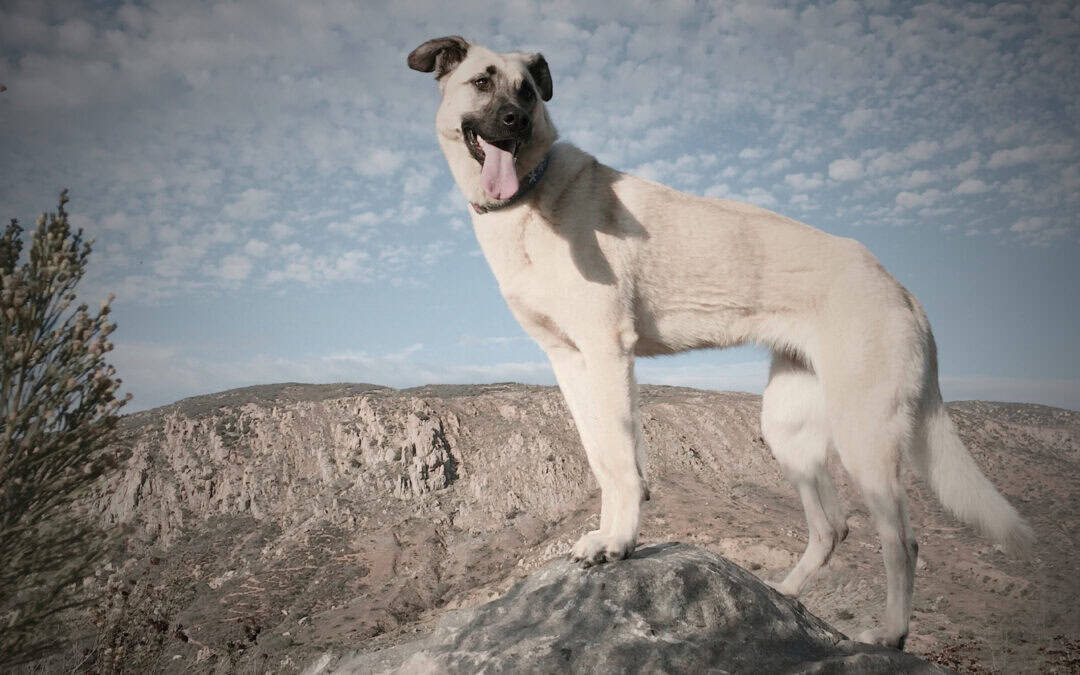 Google My Business – should I have a pin or an area on the map?