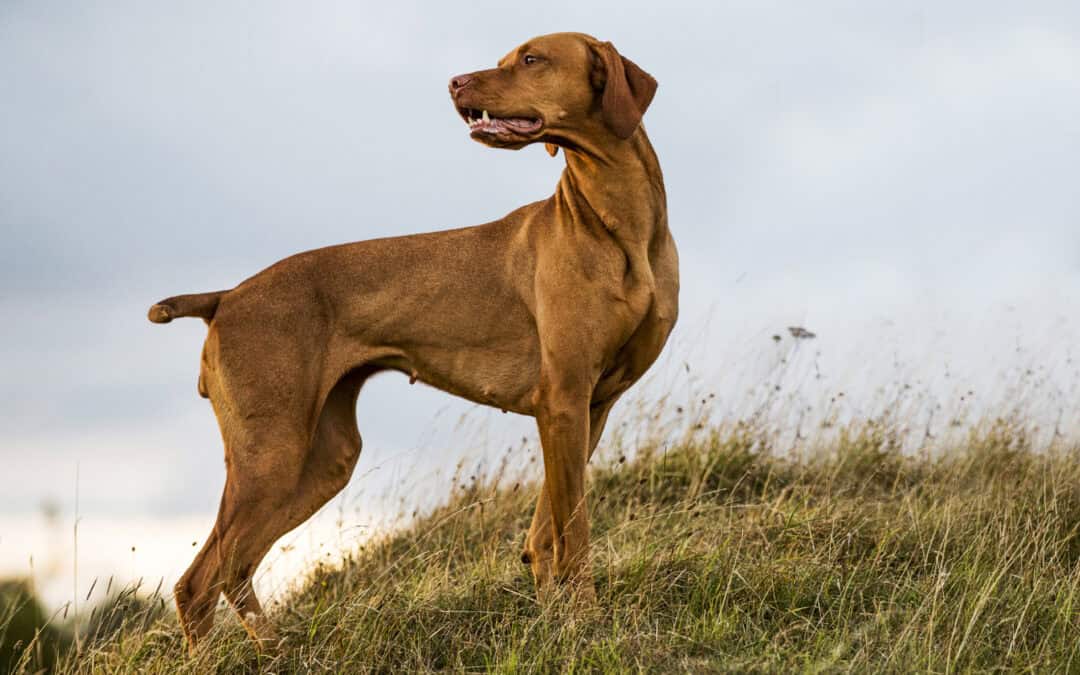 The power of local SEO – 13 bark-tastic tips for boosting your pet business visibility