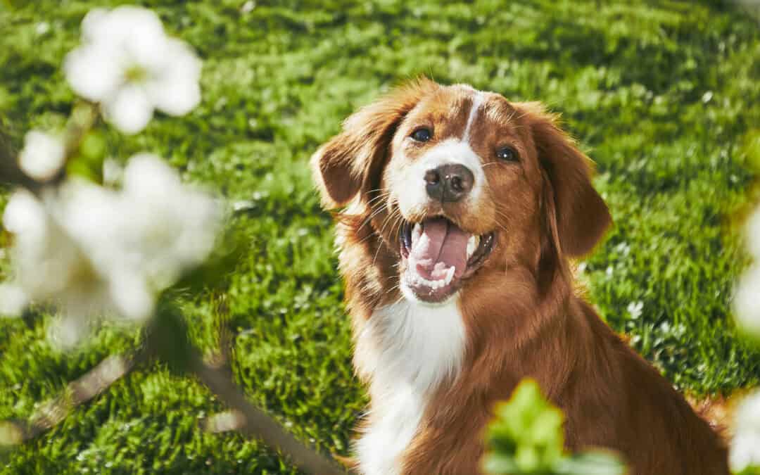 Funnels & email marketing for your pet business course or membership in 2025