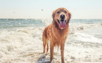 Website hosting for your pet business – why is it important?