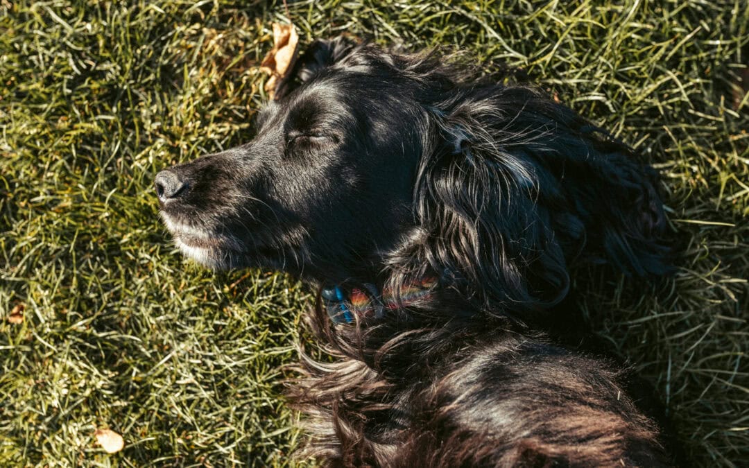 Why does your website need an SSL certificate?