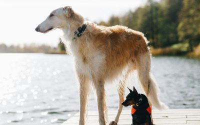 How to offer Courses or a Membership to your Pet Business clients