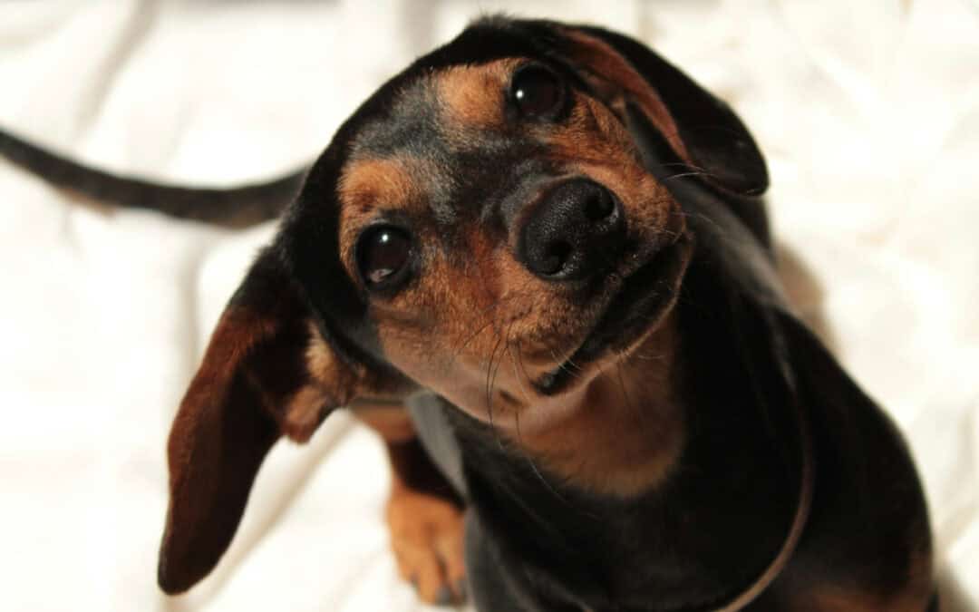 Do you want to feel more professional? How a WUF website can help you do this.