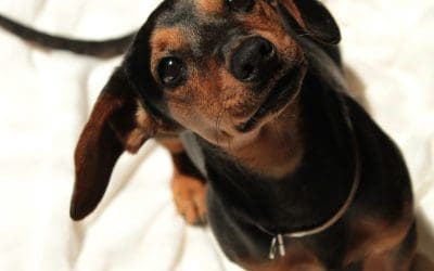 Do you want to feel more professional? How a WUF website can help you do this.