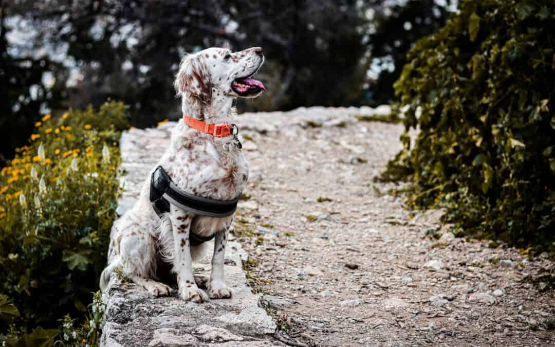 Why you need a website and not just social media.