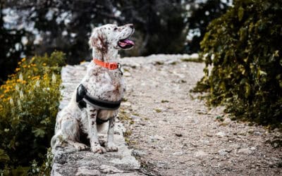 Why you need a website and not just social media.