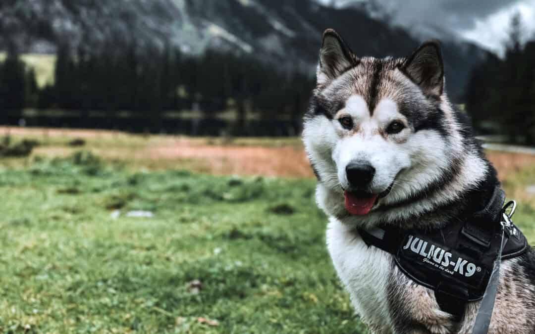 A how to guide: SEO keyword research for dog trainers & local pet businesses