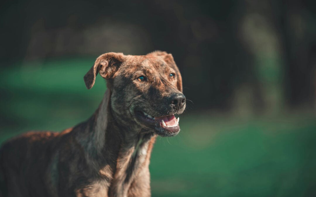 To click or to scroll? Here’s how to structure your service pages to bring joy to your website visitors.