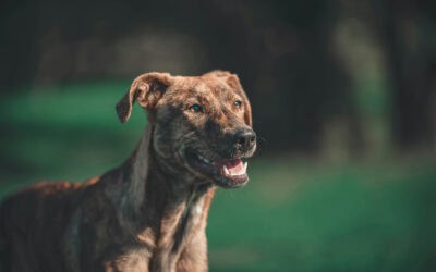 To click or to scroll? Here’s how to structure your service pages to bring joy to your website visitors.