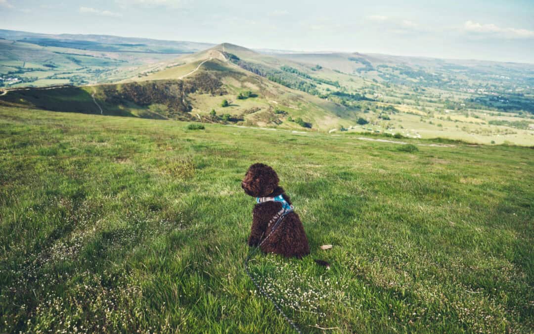 How to offer Courses or a Membership to your Pet Business clients