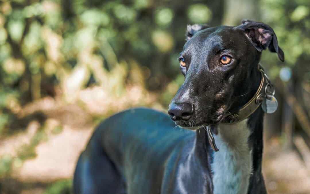 Shopify Vs Woocommerce for E-Commerce, which is best for your business?