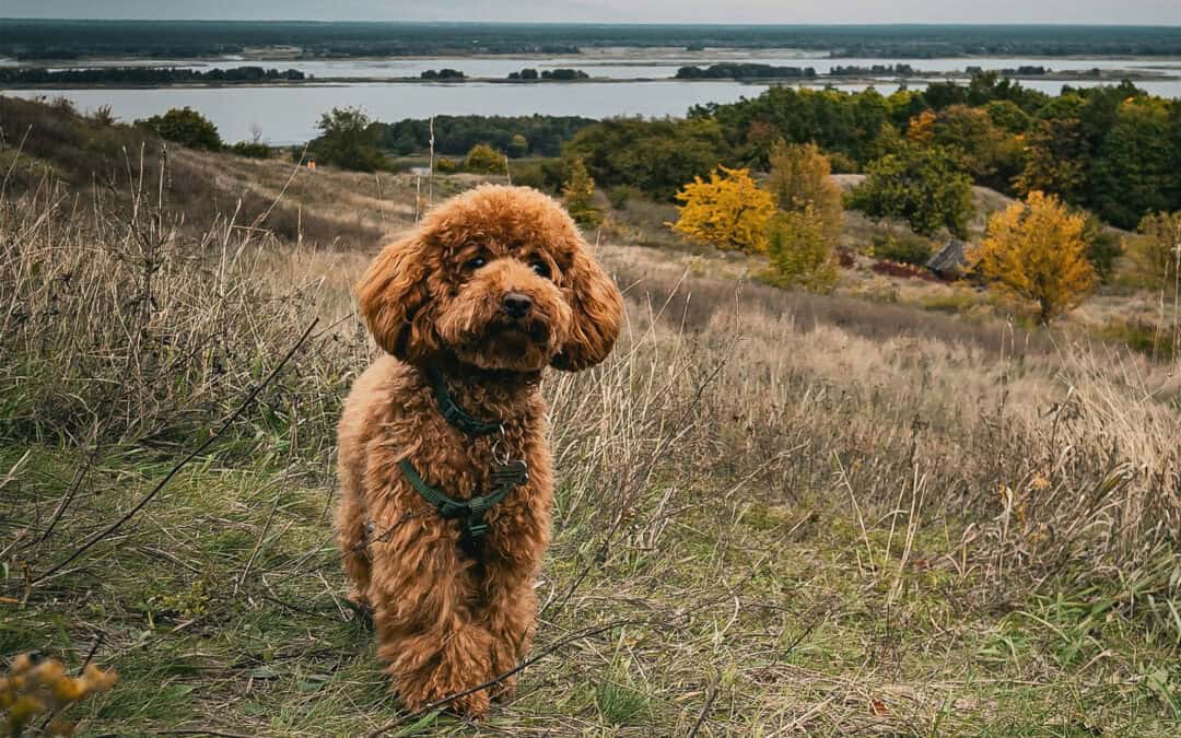 5 Quick Tips For Choosing A Company Name