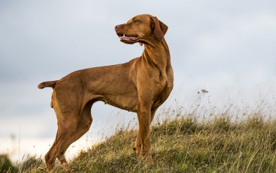 The power of local SEO – 13 bark-tastic tips for boosting your pet business visibility
