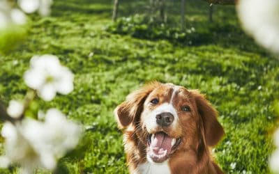 Funnels & email marketing for your pet business course or membership in 2025