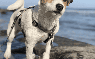 A how to guide: SEO keyword research for dog trainers & local pet businesses