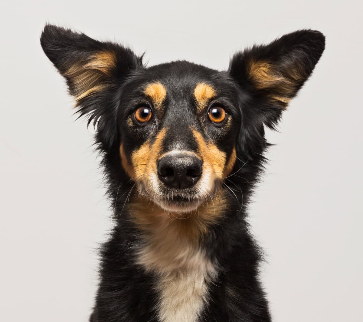 Studio portrait of a black mongrel dog isolated on a white backg