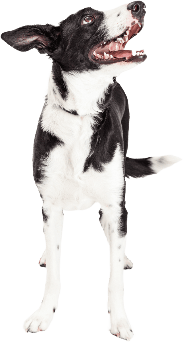 happy dog
