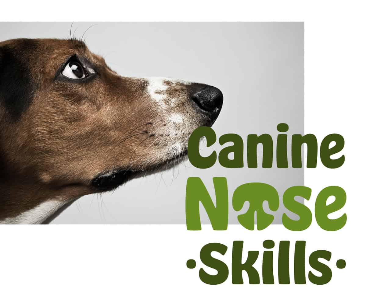 CNS 2 A logo with the text "By Your Side" in large elegant lettering, with the subtitle "DOG TRAINING COACH" in a smaller font on a golden banner below.