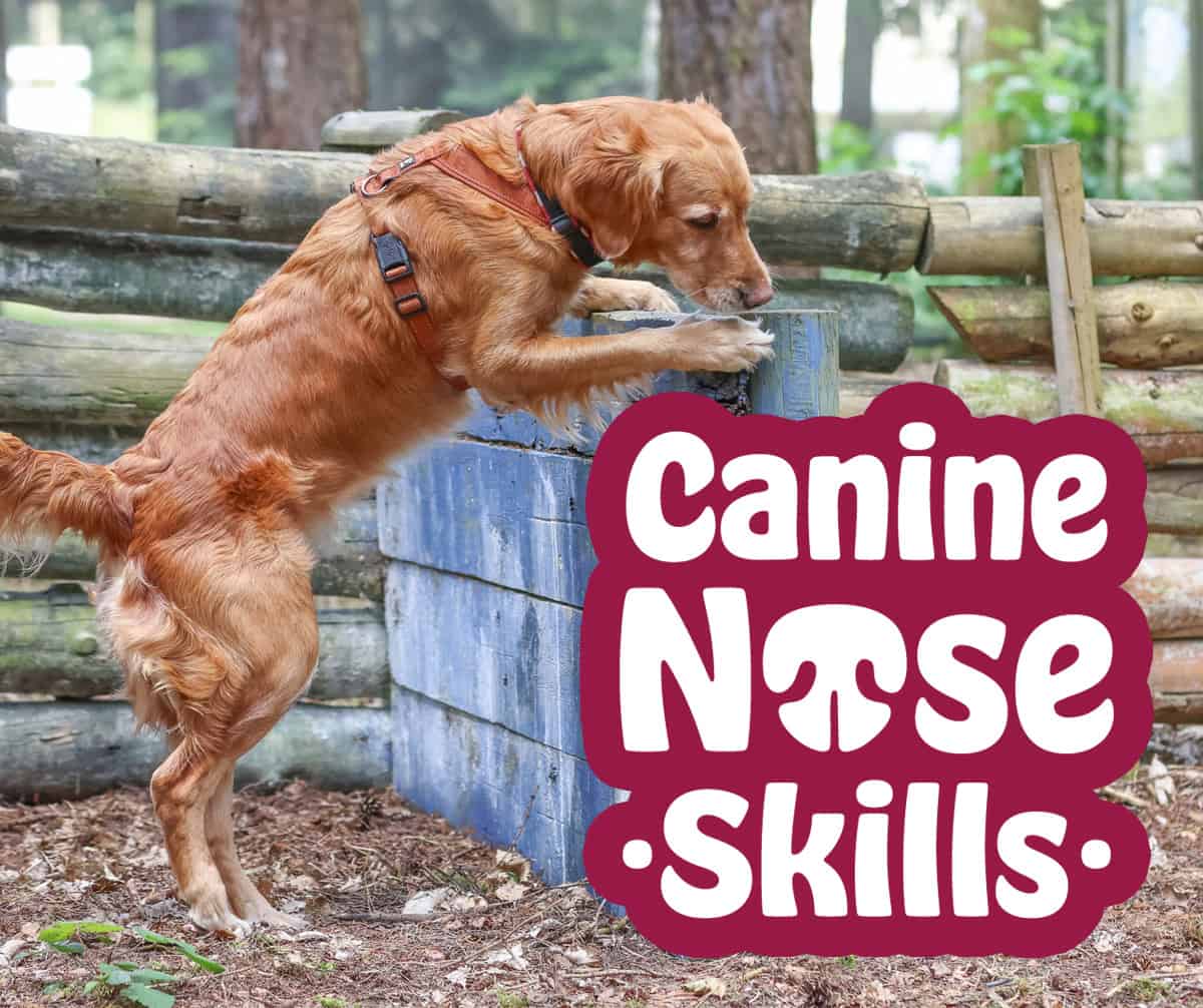 CNS 4 Assorted business cards for "By Your Side Dog Training Coach" scattered on a floral pattern background.