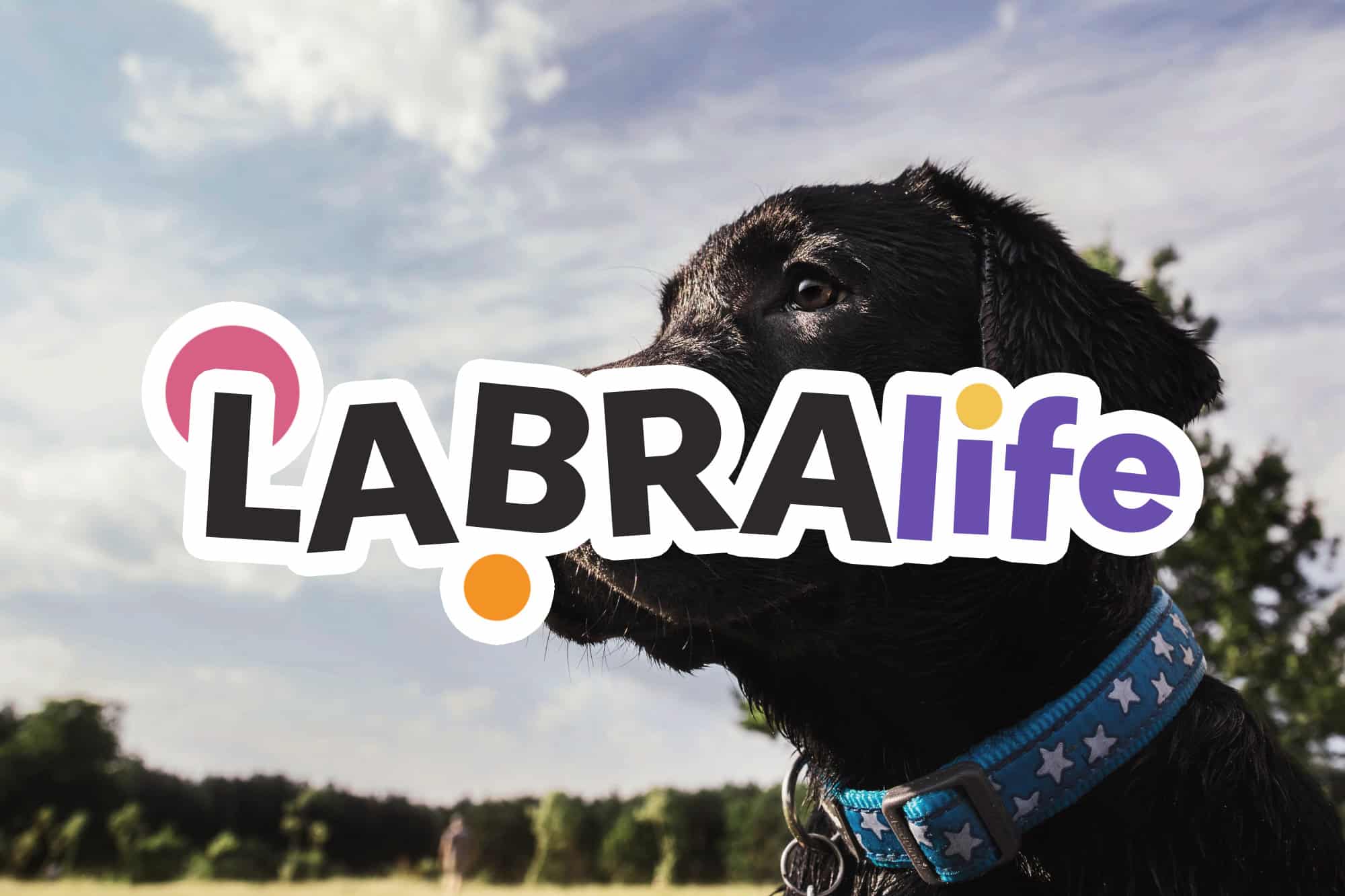 LABRA showcase 1 A logo with the text "By Your Side" in large elegant lettering, with the subtitle "DOG TRAINING COACH" in a smaller font on a golden banner below.