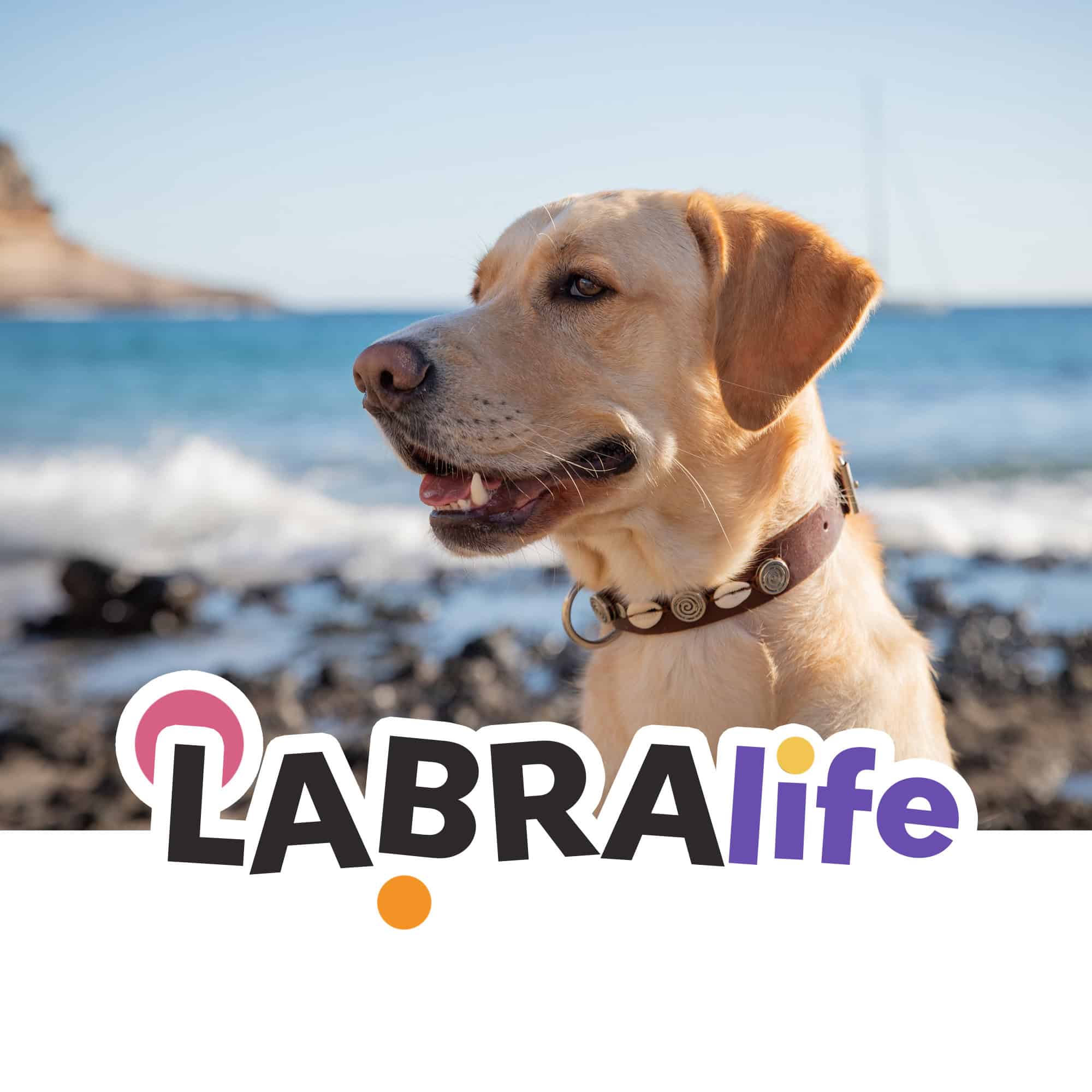LABRA showcase 10 Assorted business cards for "By Your Side Dog Training Coach" scattered on a floral pattern background.
