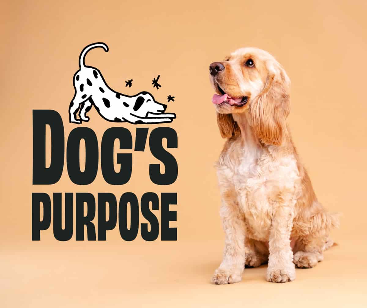 Dog trainer branding A logo with the text "By Your Side" in large elegant lettering, with the subtitle "DOG TRAINING COACH" in a smaller font on a golden banner below.