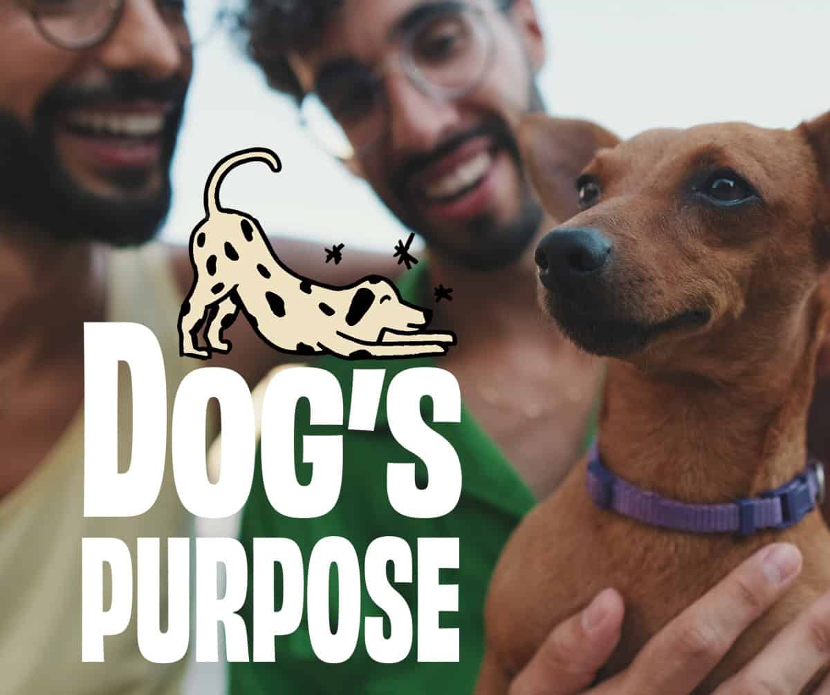 Dog trainer logo design A logo with the text "By Your Side" in large elegant lettering, with the subtitle "DOG TRAINING COACH" in a smaller font on a golden banner below.