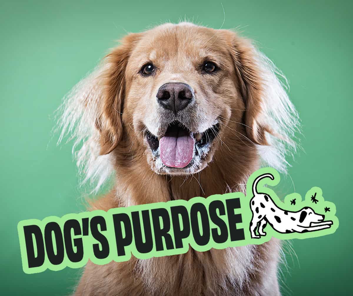 Logo for dog trainer A grid of six squares each containing a different color and inspirational phrase with their corresponding hex codes.