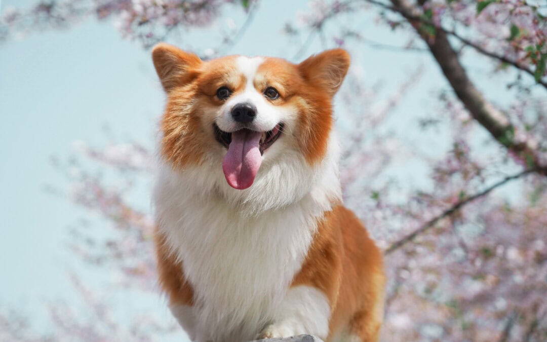 Authentic, ethical marketing for pet businesses. What if marketing could actually feel good?