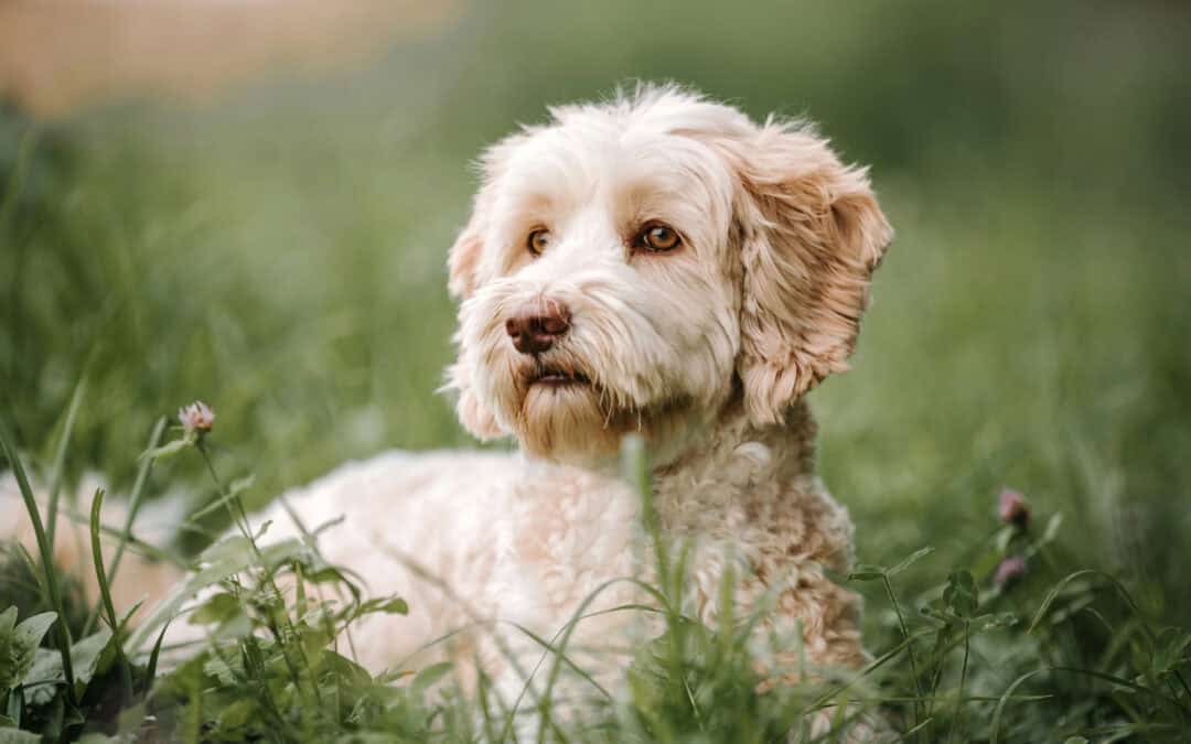 Case study ideas for Dog Trainers & Behaviourists to grow trust and boost SEO