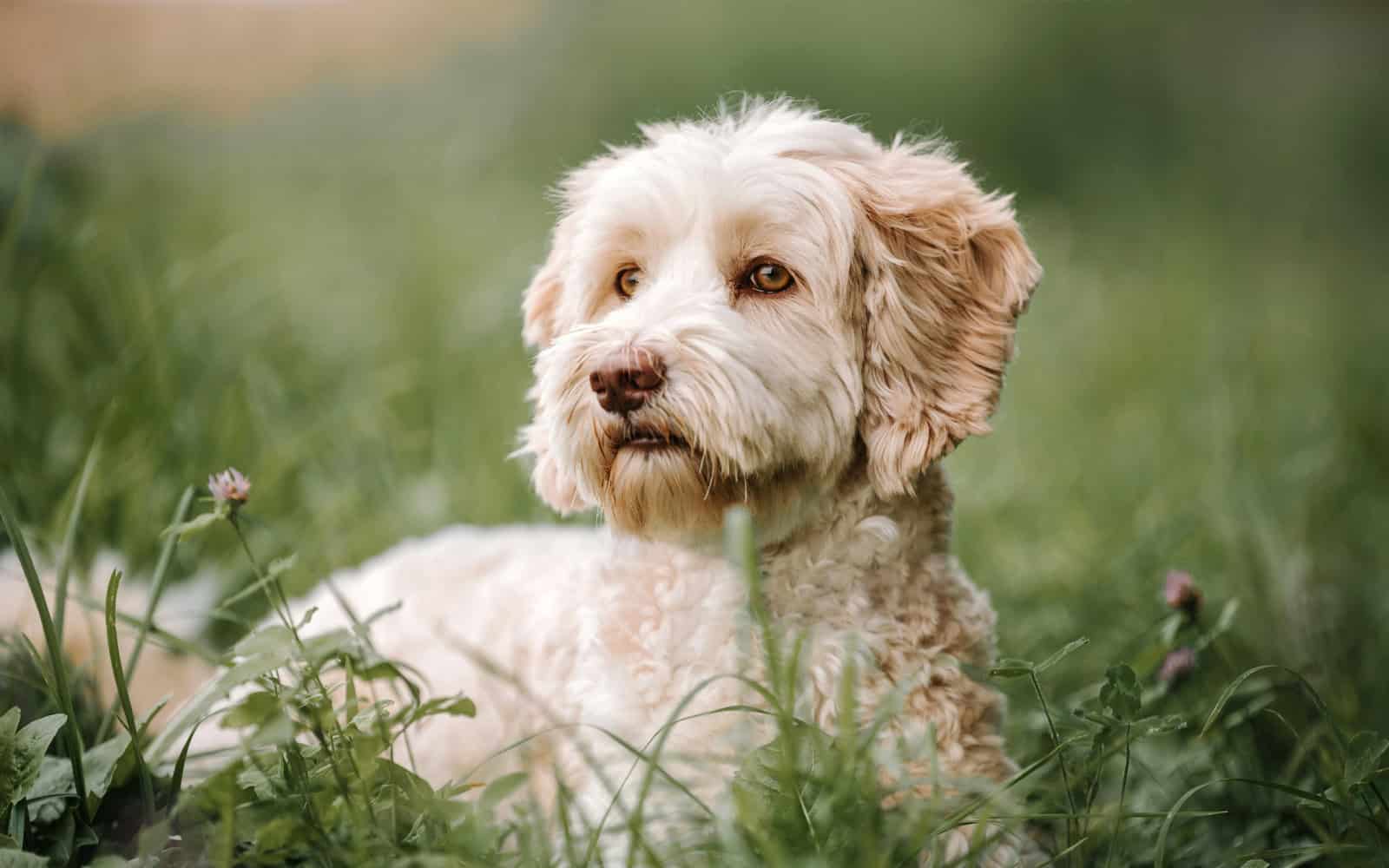 Case study ideas for Dog Trainers & Behaviourists to grow trust and boost SEO