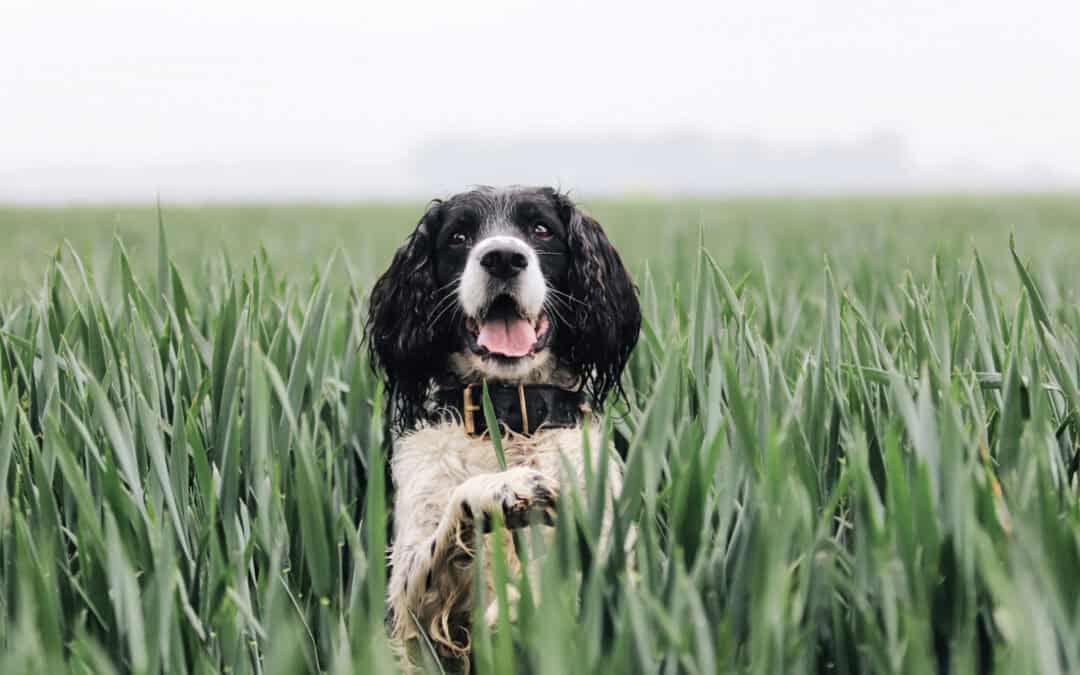 The complete Google Business Profile guide for Dog Trainers, Behaviourists & local pet businesses