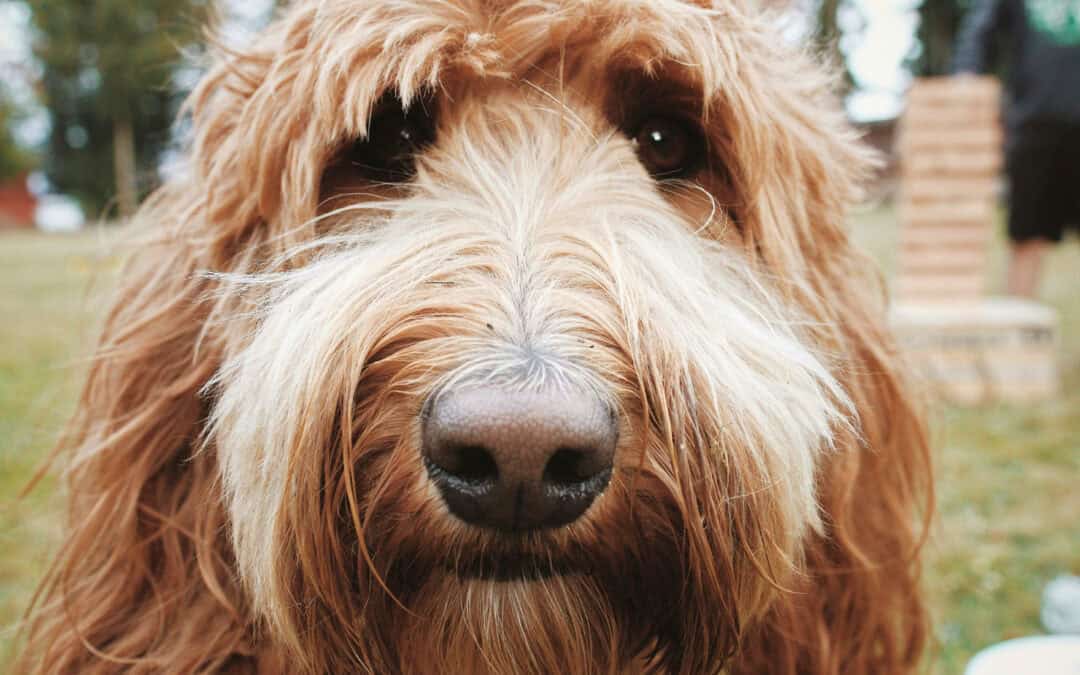 A 2025 Review of Brand & Web Design for Ethical Pet Businesses and Dog Pros