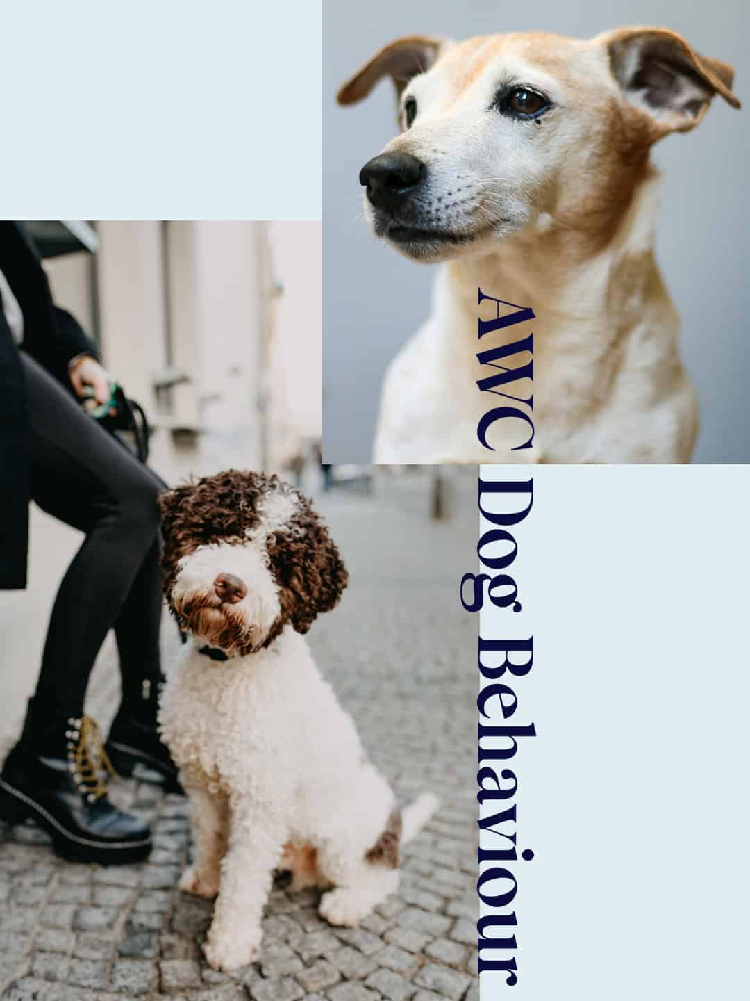 AWC 6 Fiona Pedley The Canine VA new brand work