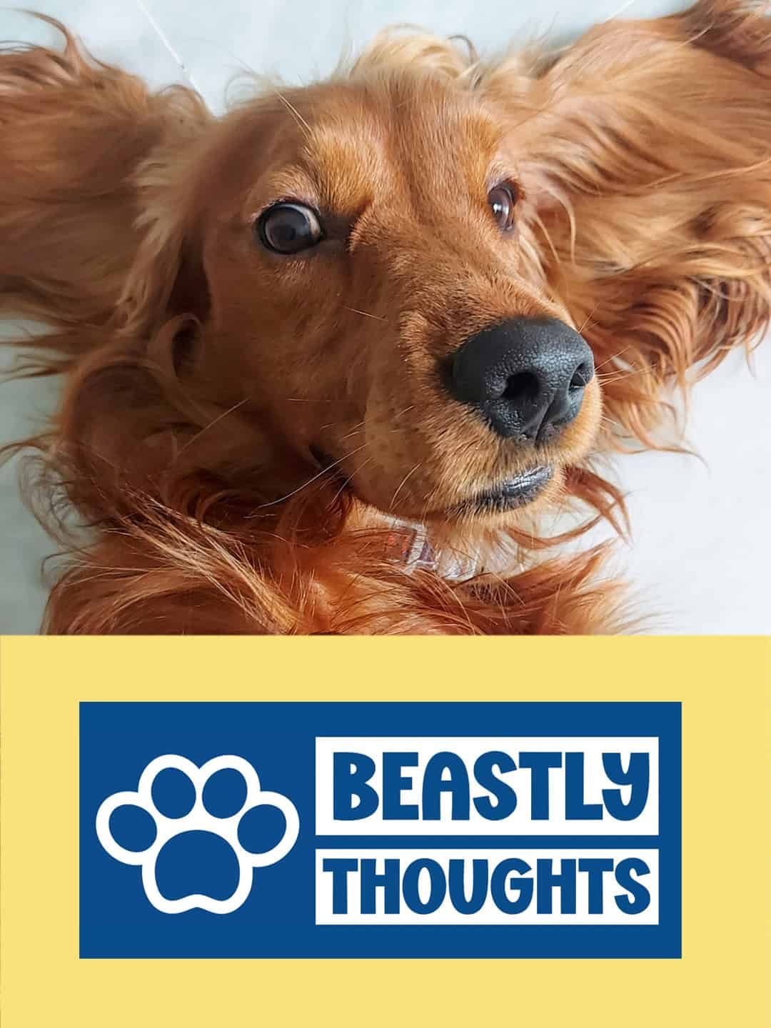 Illustrations for dog and pet business