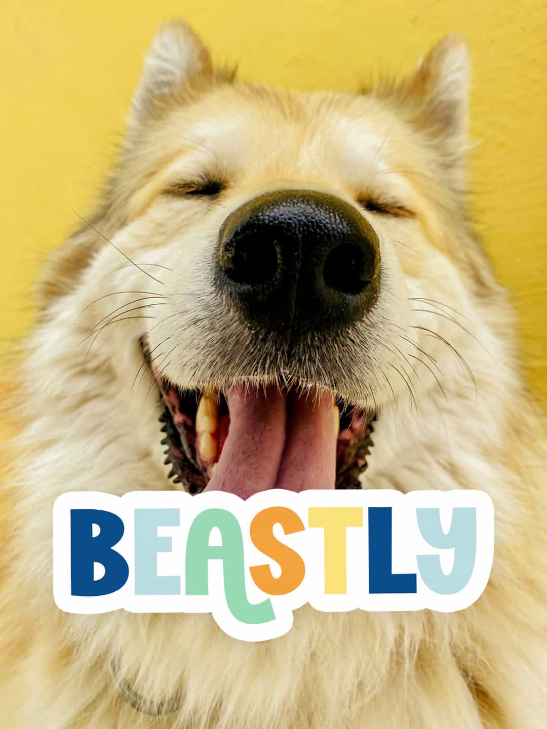 The Canine VA new brand 2026