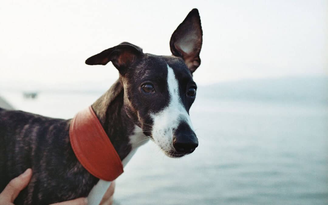 Pet Brands & Websites Launched in 2026