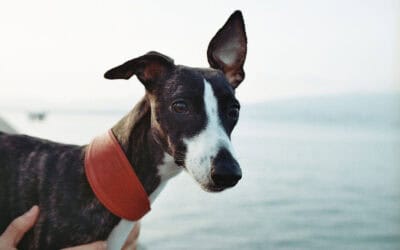 Pet Brands & Websites Launched in 2026