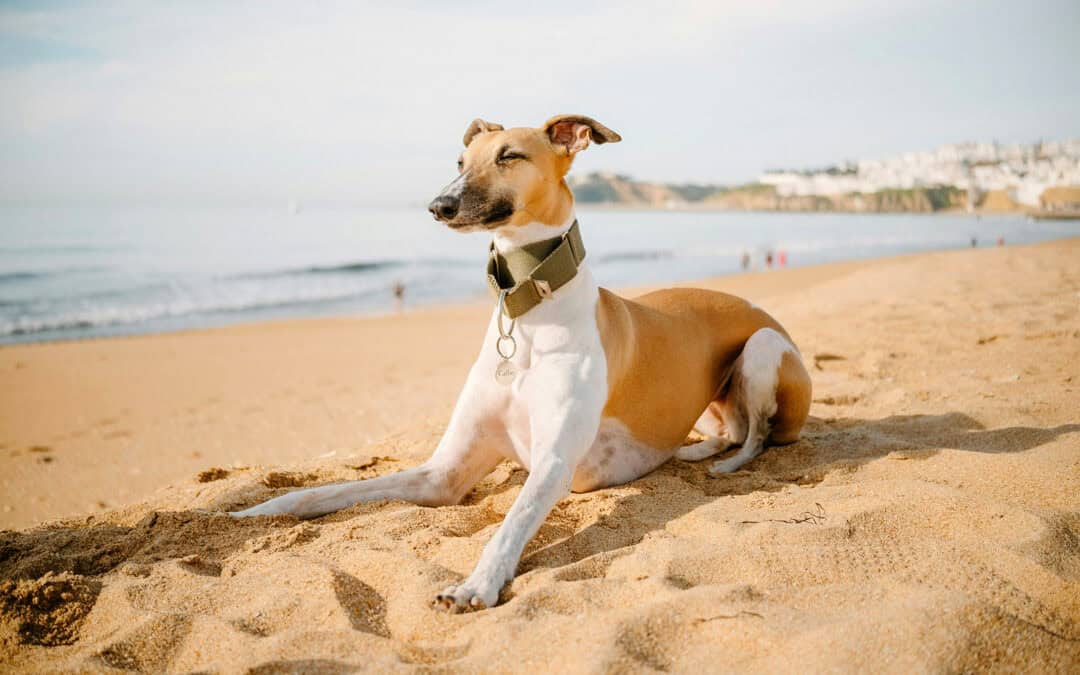 Brands & Websites Launched in 2026