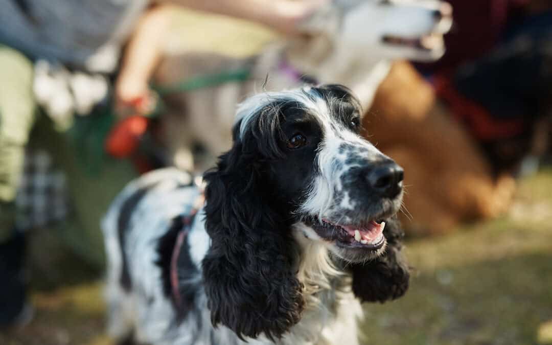 2026 guide to the best platforms for pet professionals to offer online courses & memberships (with real reviews)