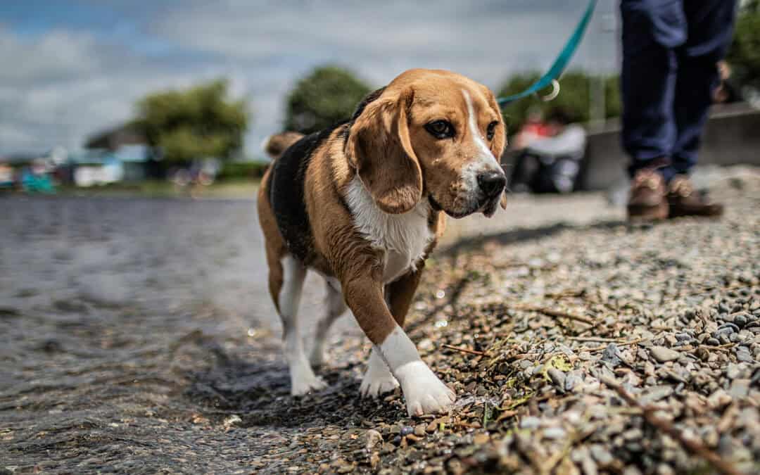 How AI decides who to recommend. What dog trainers and local pet businesses need to know in 2026