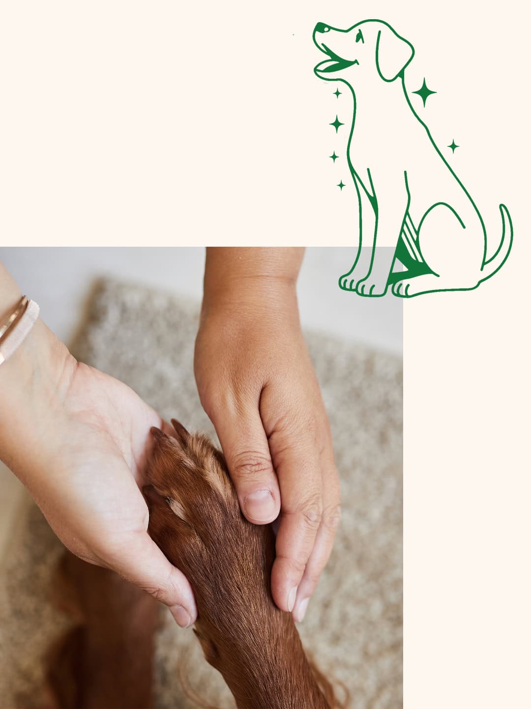 dog brand visual language