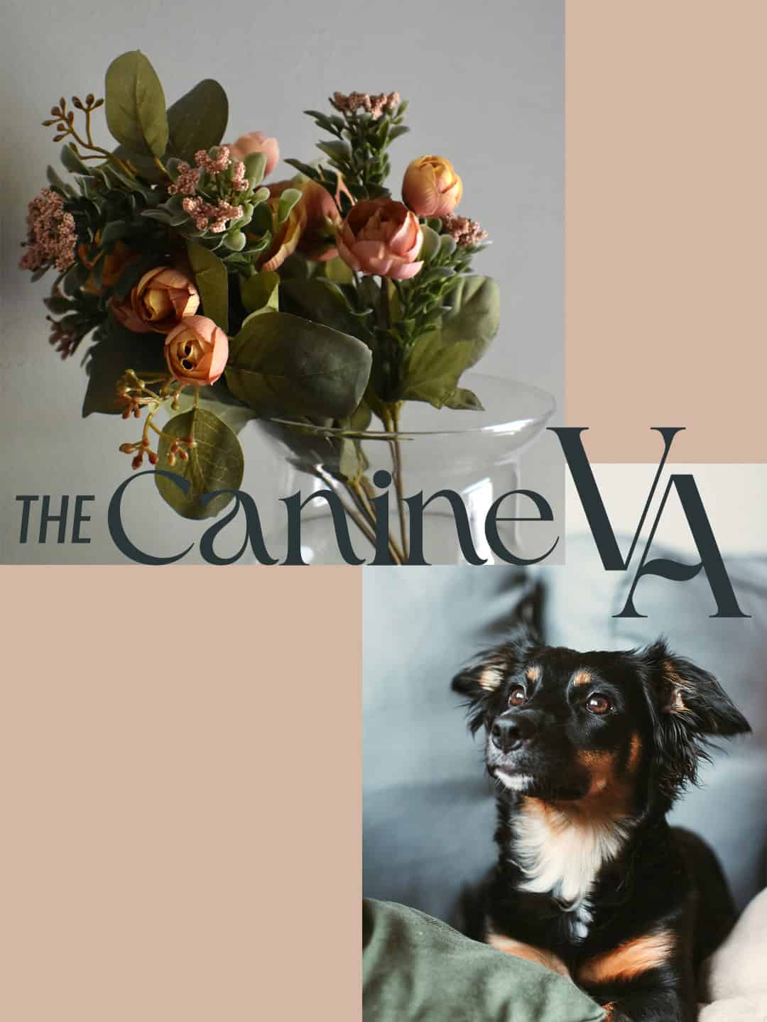 Imagery for premium pet business branding