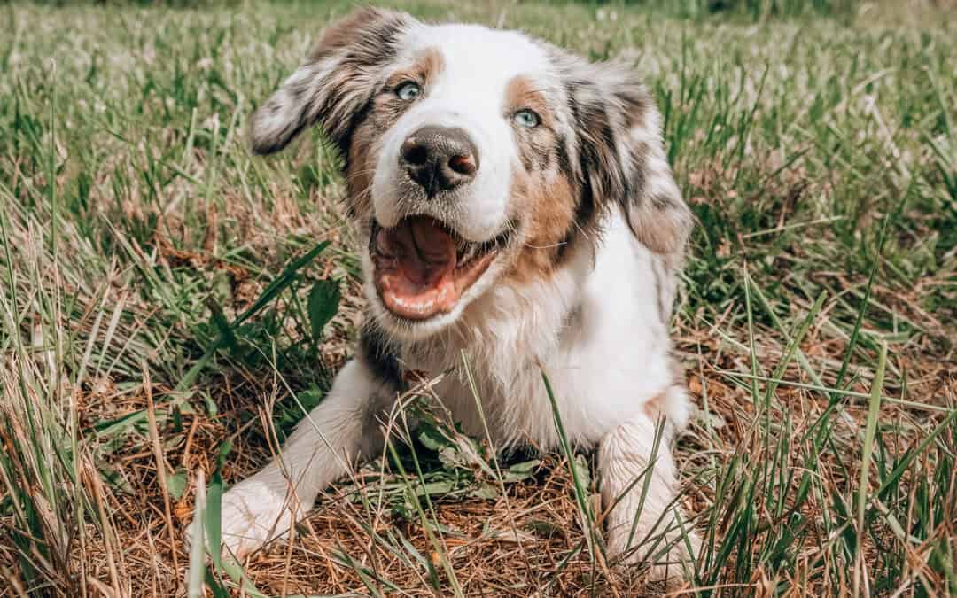 Dog trainer marketing. Why consistency creates safety (and wins you clients)