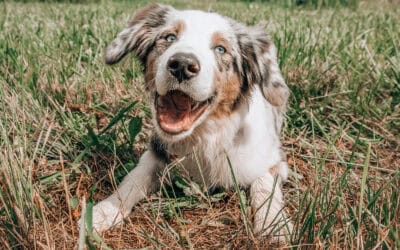 Dog trainer marketing. Why consistency creates safety (and wins you clients)