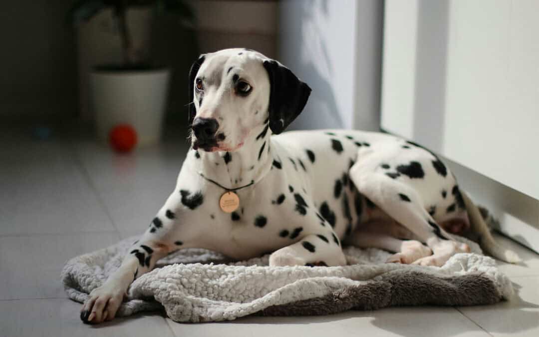 How to change from ChatGPT to Claude using Chantelle’s easy to follow course.