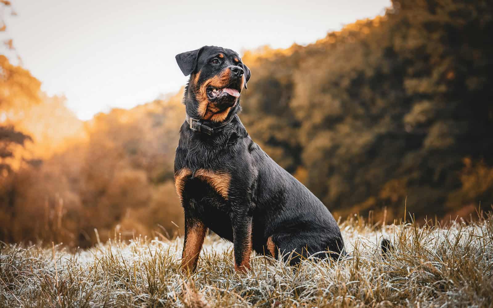 Why clients don't choose the best dog trainer. They choose the one who feels right.